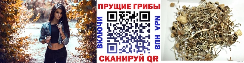 hydra ССЫЛКА  Грозный  Галлюциногенные грибы прущие грибы  как найти  