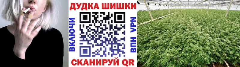 Канабис OG Kush  Грозный 